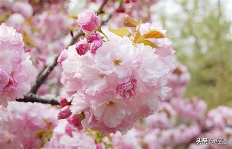 櫻花樹種植 地理五诀